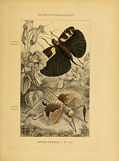 Description de l'image Les insectes (Pl. III) (6008127353).jpg.