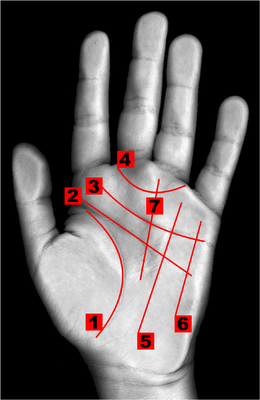 Some of the lines of the hand in palmistry:Life lineHead lineHeart lineGirdle of VenusSun lineMercury lineFate line