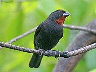 Lesser Antillean bullfinch Lesser Antillean Bullfinch RWD5.jpg