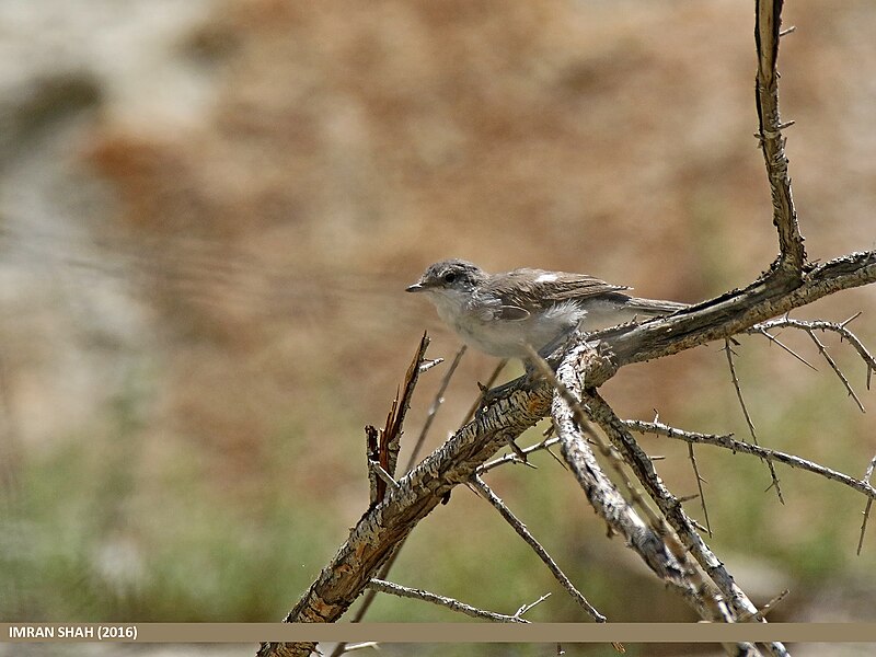 File:Lesser Whitethroat (Sylvia curruca) (29546312715).jpg