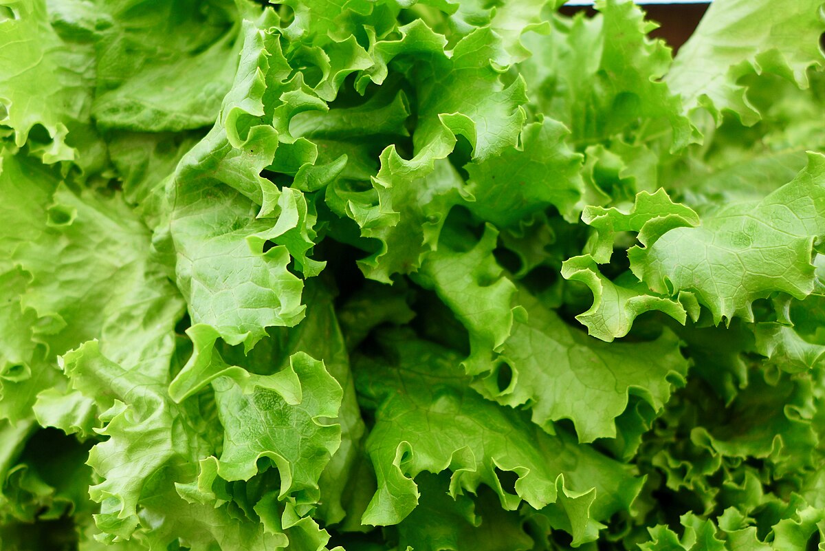 File:Knit lettuce hem.jpg - Wikimedia Commons