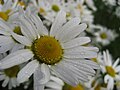 Close-up on single flower, original, Ilulissat