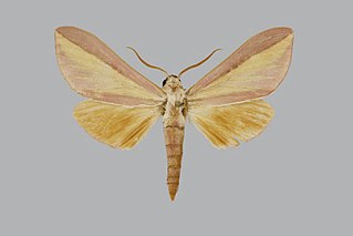 <i>Leucophlebia frederkingi</i> Species of moth