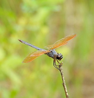 <i>Libellula jesseana</i> Species of dragonfly