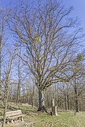 Winterlinde am Vierzehnheiligenbildstock