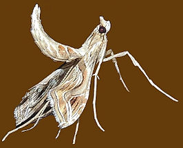 Lineodes integra