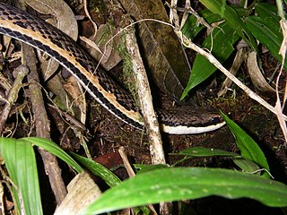 <i>Liopholidophis</i> Genus of snakes