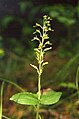 Neottia banksiana USA - Clearwater National Forest