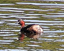 Un grèbe castagneux en plumage nuptial