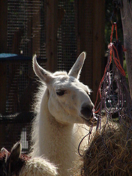 File:London Zoo 01293.jpg