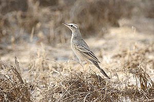 Pipit