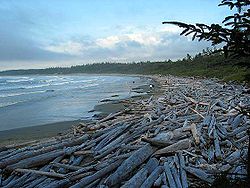A beach covered in logs