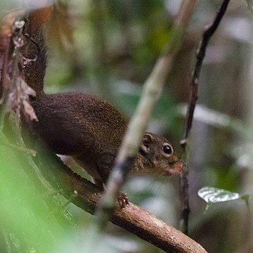 Sundasciurus lowii