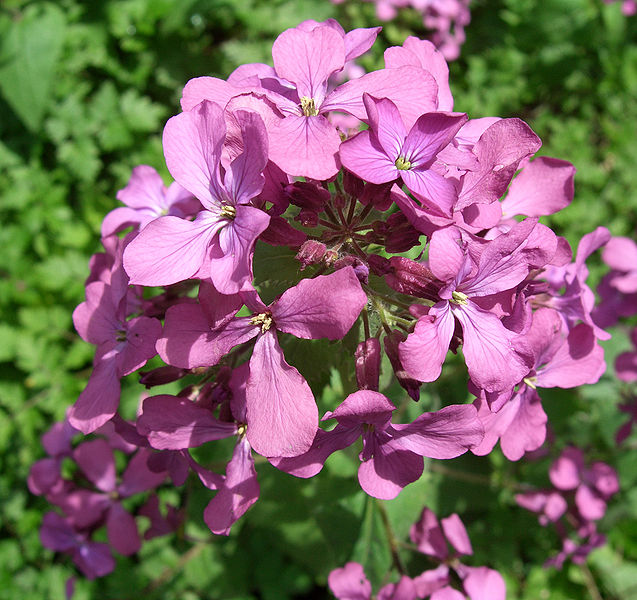 File:Lunaria annua.jpg