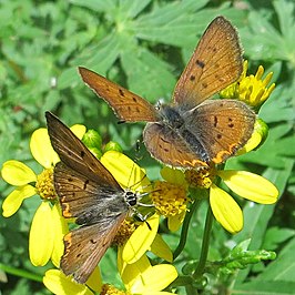 Lycaena dorcas