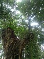 Cây vải thiều tại Công viên Japanese Cemetery