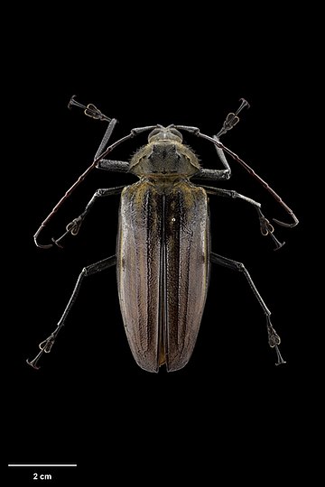 Giant Fijian long-horned beetle