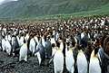 Pinguins-reis na "Lusitania Bay"