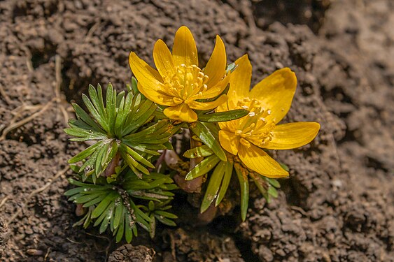 Eranthis longistipitata, Ugom Chatkal State National Natural Park author - Humoyun Mehridinov