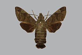 Macroglossum phocinum