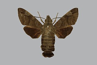 <i>Macroglossum phocinum</i> Species of moth