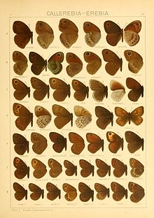 Macrolepidoptera01seitz 0077.jpg