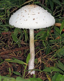 <i>Macrolepiota zeyheri</i> Species of fungus