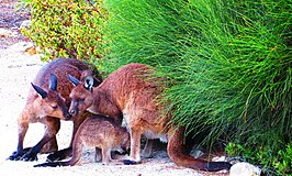 Kangaroo Island-kangoeroe