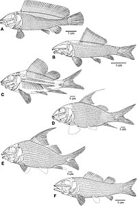 Macrosemiiformes.jpg