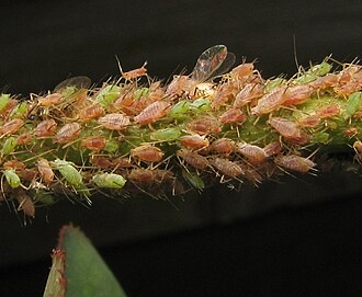 Macrosiphum rosae Macrosiphum. rose bush.jpg