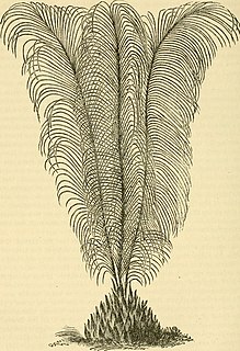 <i>Macrozamia pauli-guilielmi</i> Species of cycad