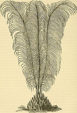 Macrozamia pauli-guilielmi.jpg