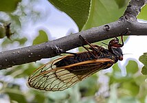 A Brood X Magicicada ovipositing eggs in a tree branch near Baltimore, Maryland (May 26, 2021)