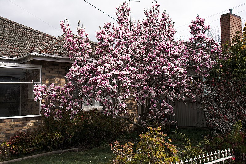 File:Magnolia in Redan, Victoria.jpg