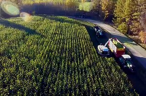 Zea Mays: Etimología, Historia, Tipos de maíz