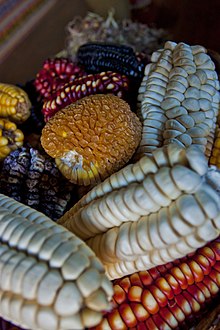 Maize, a key component of Mexican agriculture, is threatened due to temperature and precipitation fluxes from climate change Maize Corn Cultivars.jpg
