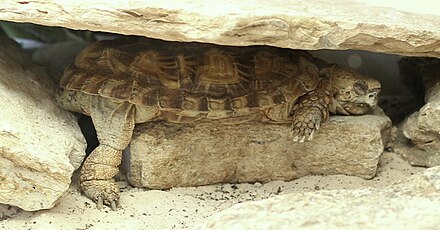 Captive pancake tortoise in rock crevice