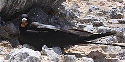 Male Frigatebird with chick (Fregata Aquila) (8514584941).jpg