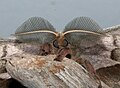 Antheraea Polyphemus Moth antennae (Male), Megan McCarty140