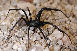 <span class="mw-page-title-main">Plectreuridae</span> Family of spiders