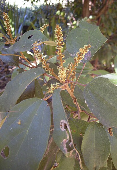 File:Mallotus philipensis flowers.jpg