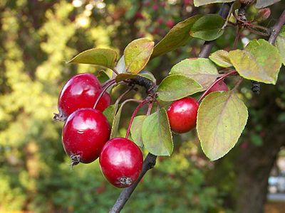 Яблоня кольхас. Яблоня Malus Ola. Яблоня Сибирская Malus baccata. Яблоня Ягодная Malus baccata. Райские яблочки декоративная яблоня.