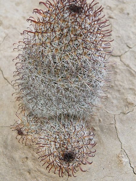 File:Mammillaria hutchisoniana (5782029393).jpg