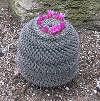 Mammillaria supertexta