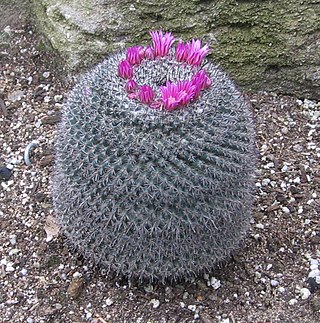 <i>Mammillaria supertexta</i> Species of cactus