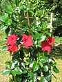 Mandevilla 'Sun Parasol'