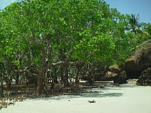 Mangrove trees cover the shores along Shimoni and nearby coastal towns Mangroves at the Reef.JPG