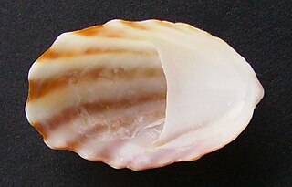 <i>Maoricrypta</i> genus of molluscs