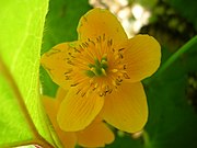 Marigold, Radovna valley.jpg