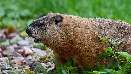 marmot